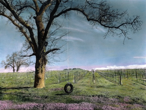 Vineyard and Tire Swing